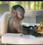 Meet Nala our baby Capuchin Monkey For Sale