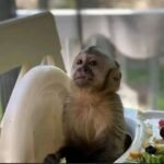 Meet Nala our baby Capuchin Monkey For Sale