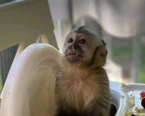 Meet Nala our baby Capuchin Monkey For Sale
