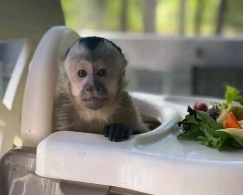 Meet Nala our baby Capuchin Monkey For Sale