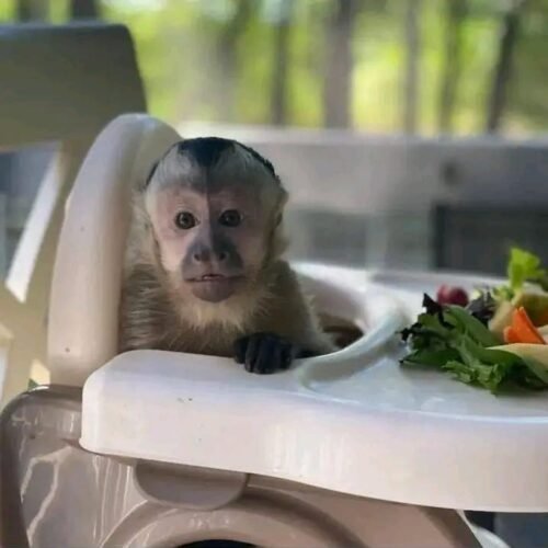 Meet Nala our baby Capuchin Monkey For Sale