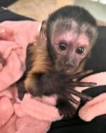Meet Suki our baby Capuchin Monkey for adoption.