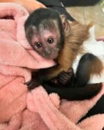 Meet Suki our baby Capuchin Monkey for adoption.