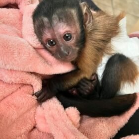 Meet Suki our baby Capuchin Monkey for adoption.