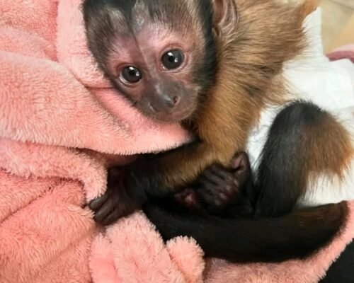 Meet Suki our baby Capuchin Monkey for adoption.
