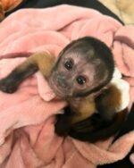 Meet Suki our baby Capuchin Monkey for adoption.