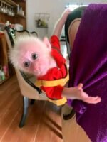 Meet Trixie Our Stump Tailed Macaque for Sale USA