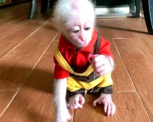 Meet Trixie Our Stump-Tailed Macaque for Sale USA