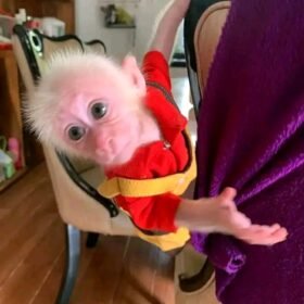 Meet Trixie Our Stump Tailed Macaque for Sale USA