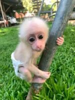 Meet Trixie Our Stump-Tailed Macaque for Sale USA