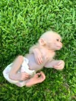 Meet Trixie Our Stump-Tailed Macaque for Sale USA