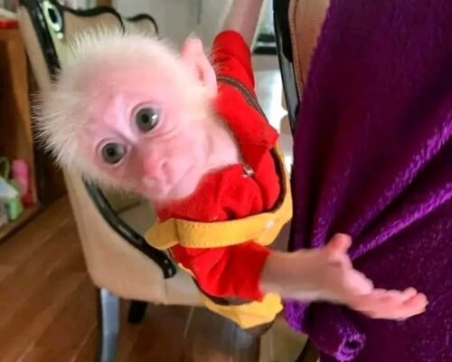 Meet Trixie Our Stump Tailed Macaque for Sale USA