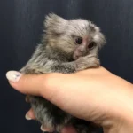 marmoset monkey for sale near me
