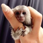 marmoset monkey for sale near me