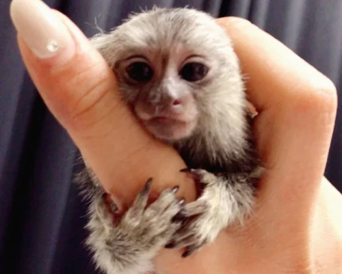 marmoset monkey for sale near me