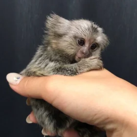 marmoset monkey for sale near me