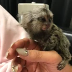 marmoset monkey for sale near me