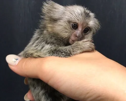 marmoset monkey for sale near me