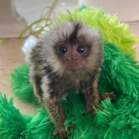 pygmy marmoset monkey for sale