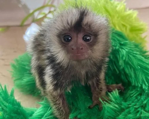 pygmy marmoset monkey for sale