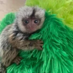 pygmy marmoset monkey for sale