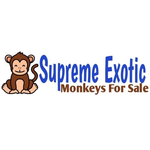 Supreme Exotic Monkeys For Sale
