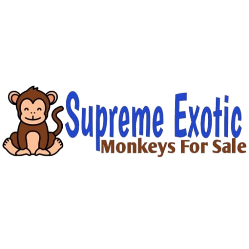 Supreme Exotic Monkeys For Sale
